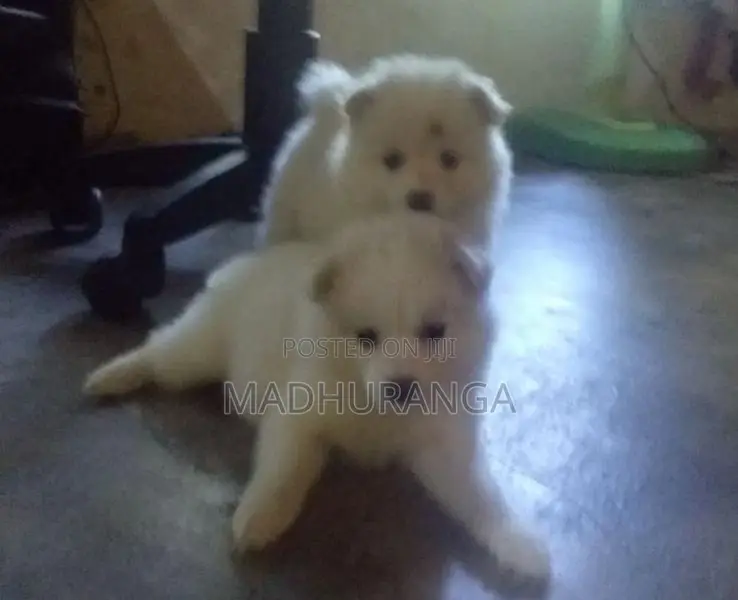 Lion Pomeranian Pups