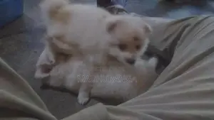 Lion Pomeranian Pups