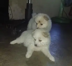 Lion Pomeranian Pups