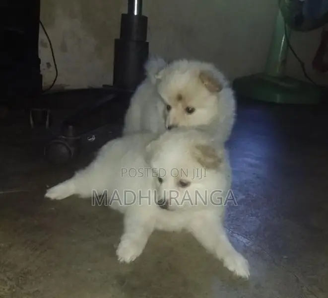 Lion Pomeranian Pups