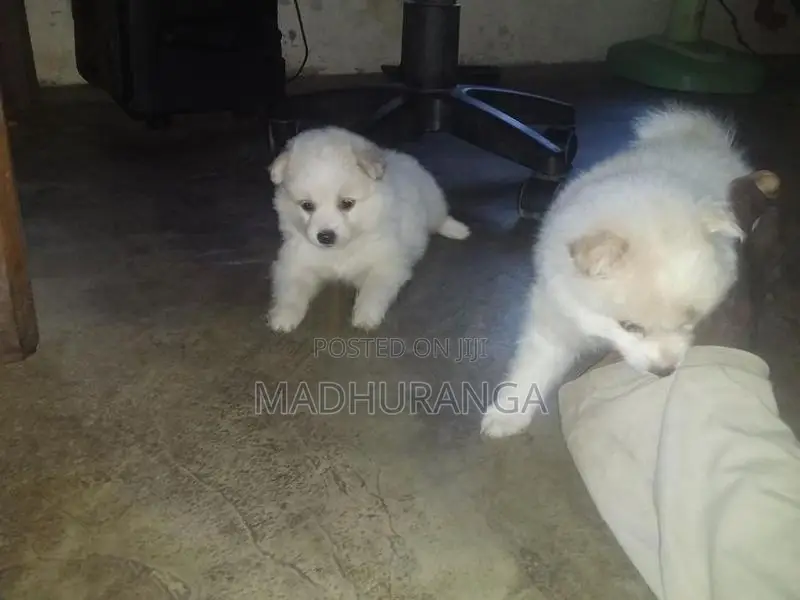 Lion Pomeranian Pups