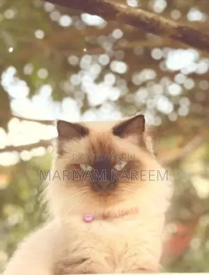 Himalayan Female Cat