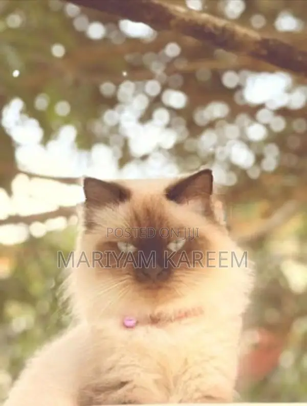 Himalayan Female Cat