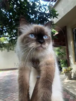 Himalayan Female Cat