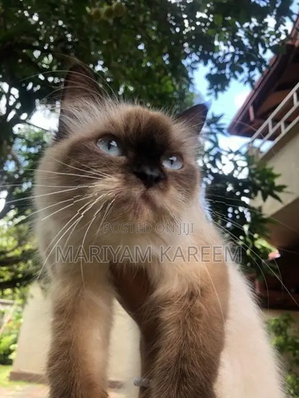 Himalayan Female Cat