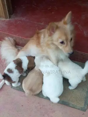 ලයන් පොමනේරියන් වර්ගයේ බලු පැටවුන්