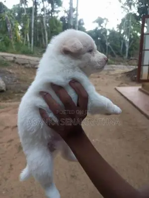 ලයන් පොමනේරියන් වර්ගයේ බලු පැටවුන්