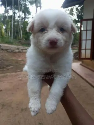 ලයන් පොමනේරියන් වර්ගයේ බලු පැටවුන්