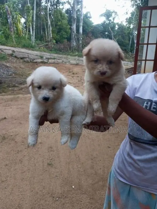 ලයන් පොමනේරියන් වර්ගයේ බලු පැටවුන්
