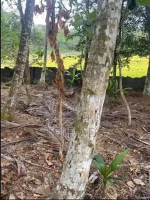 Residential Land In Homagama Town