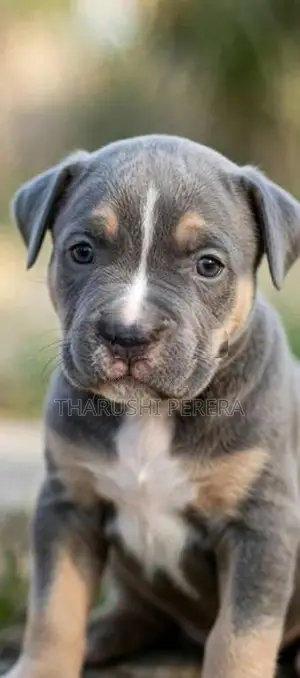 American Bully Puppies