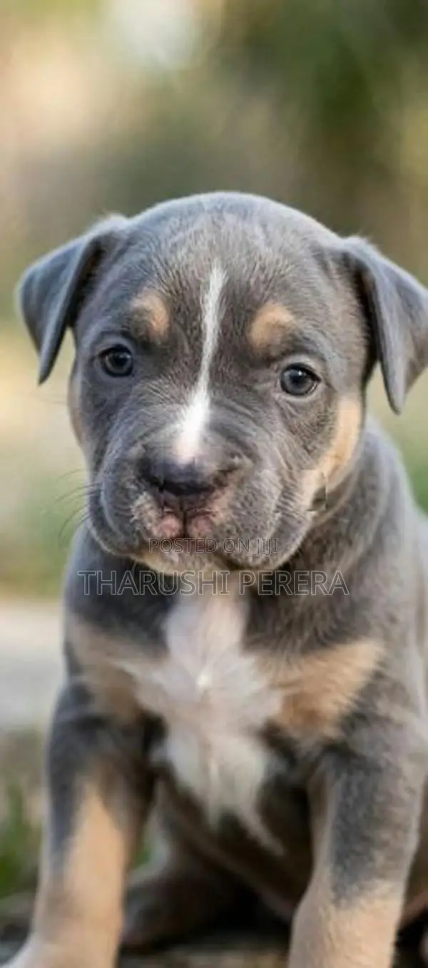 American Bully Puppies