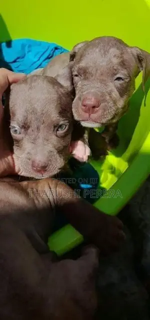 American Bully Puppies