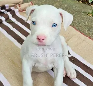American Bully Puppies
