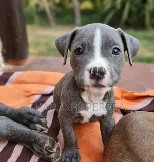 American Bully Puppies