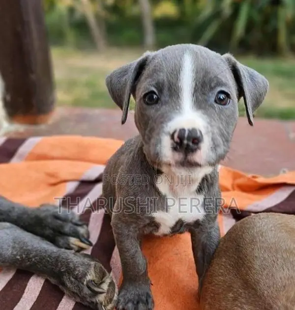 American Bully Puppies