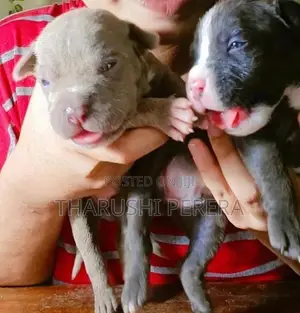 American Bully Puppies