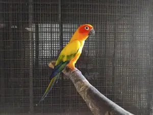 Sunconya Pair