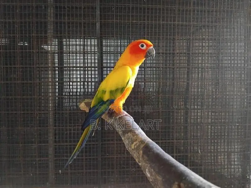 Sunconya Pair