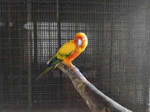 Sunconya Pair