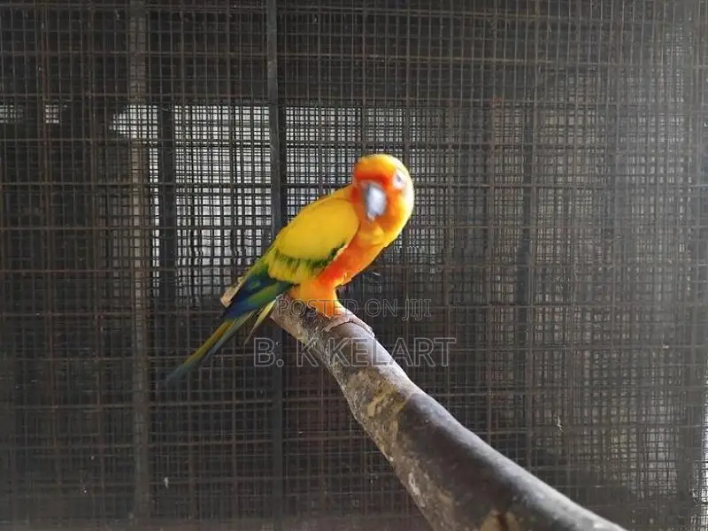 Sunconya Pair