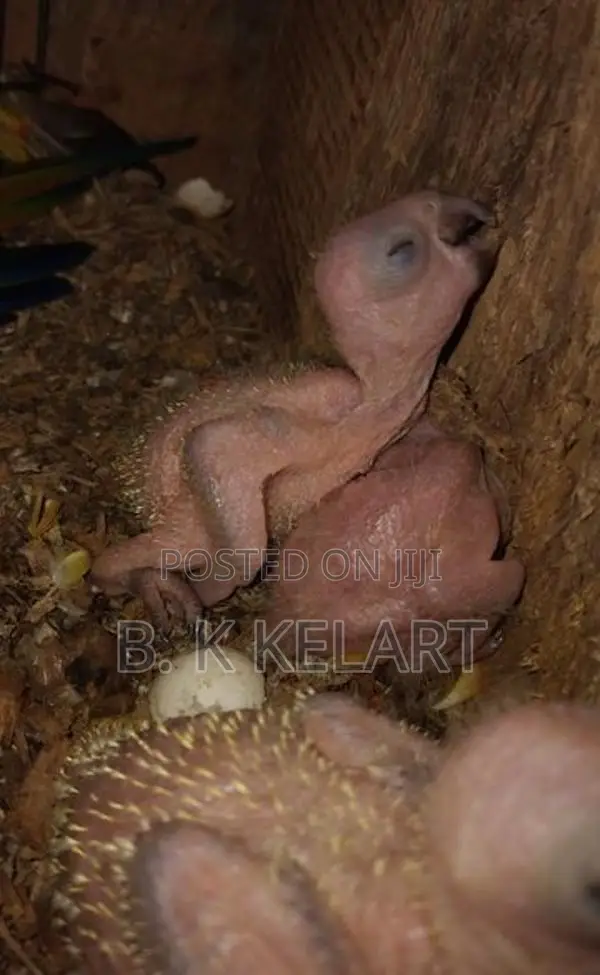 Sunconya Pair