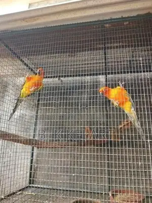 Sunconya Pair