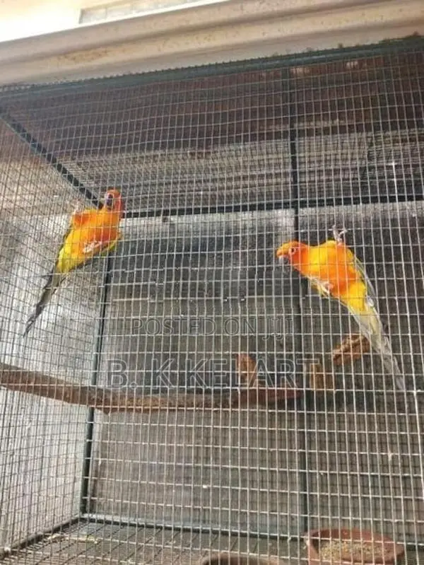 Sunconya Pair