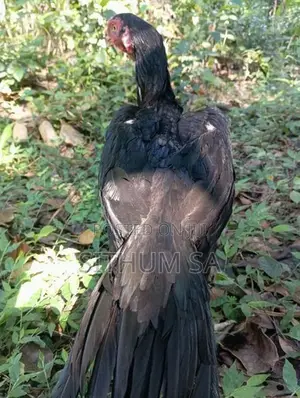Parrot Beak Hen
