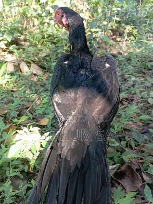 Parrot Beak Hen