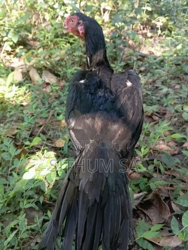 Parrot Beak Hen