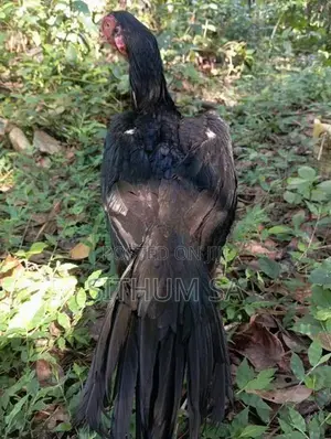 Parrot Beak Hen