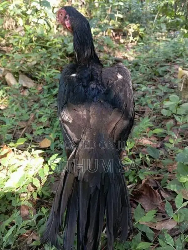 Parrot Beak Hen