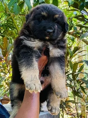 German Shepherd Long Coat Puppy