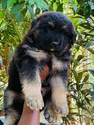 German Shepherd Long Coat Puppy