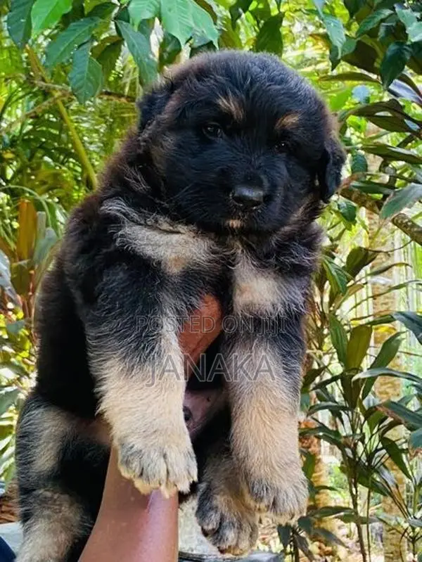 German Shepherd Long Coat Puppy