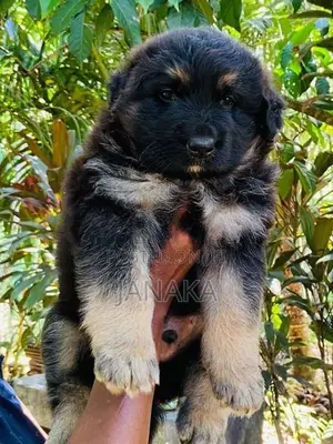 German Shepherd Long Coat Puppy