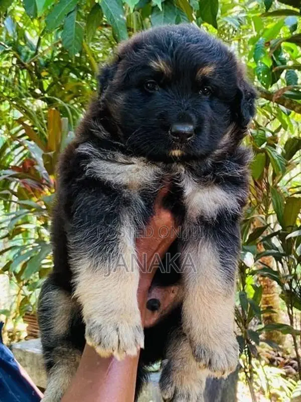 German Shepherd Long Coat Puppy
