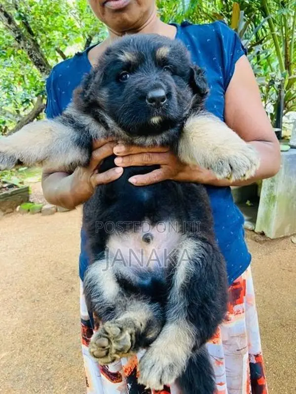 German Shepherd Long Coat Puppy
