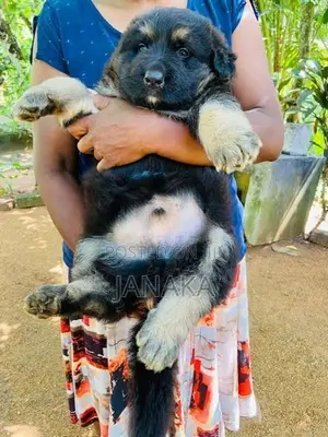German Shepherd Long Coat Puppy