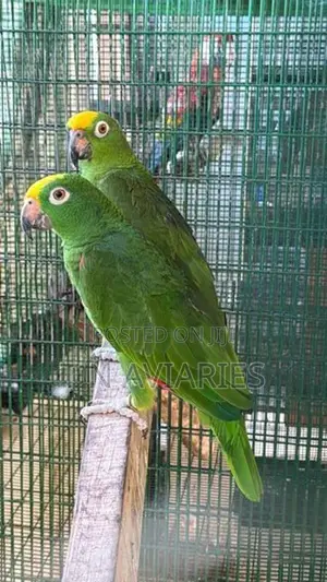 Yellow Crown Amazon Pair
