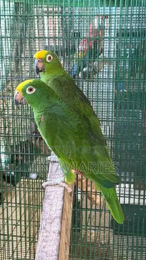 Yellow Crown Amazon Pair