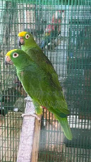 Yellow Crown Amazon Pair