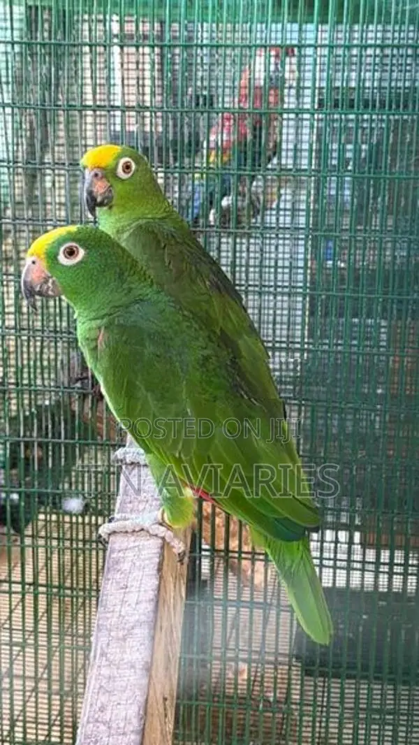 Yellow Crown Amazon Pair