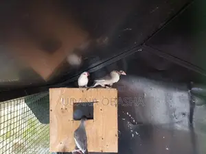 Jawa Birds