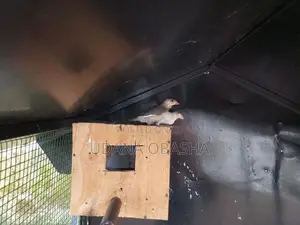 Jawa Birds