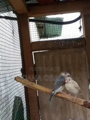 Jawa Birds