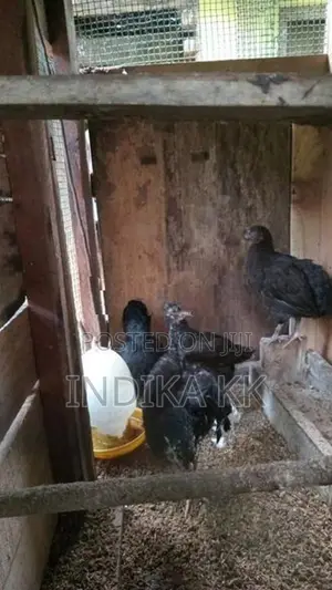 ගම්කිකිලි පැටවුන්