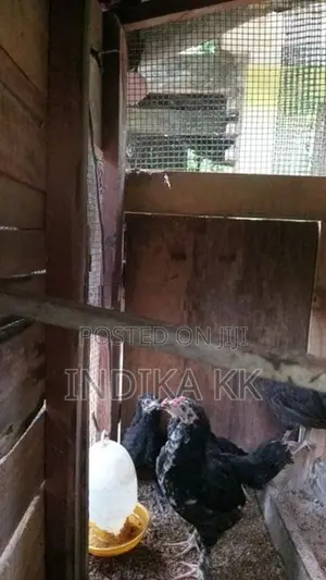 ගම්කිකිලි පැටවුන්