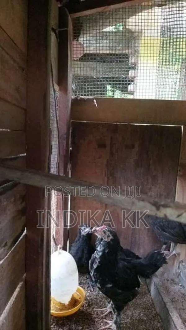 ගම්කිකිලි පැටවුන්